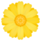 JoyPixels U+1F33C